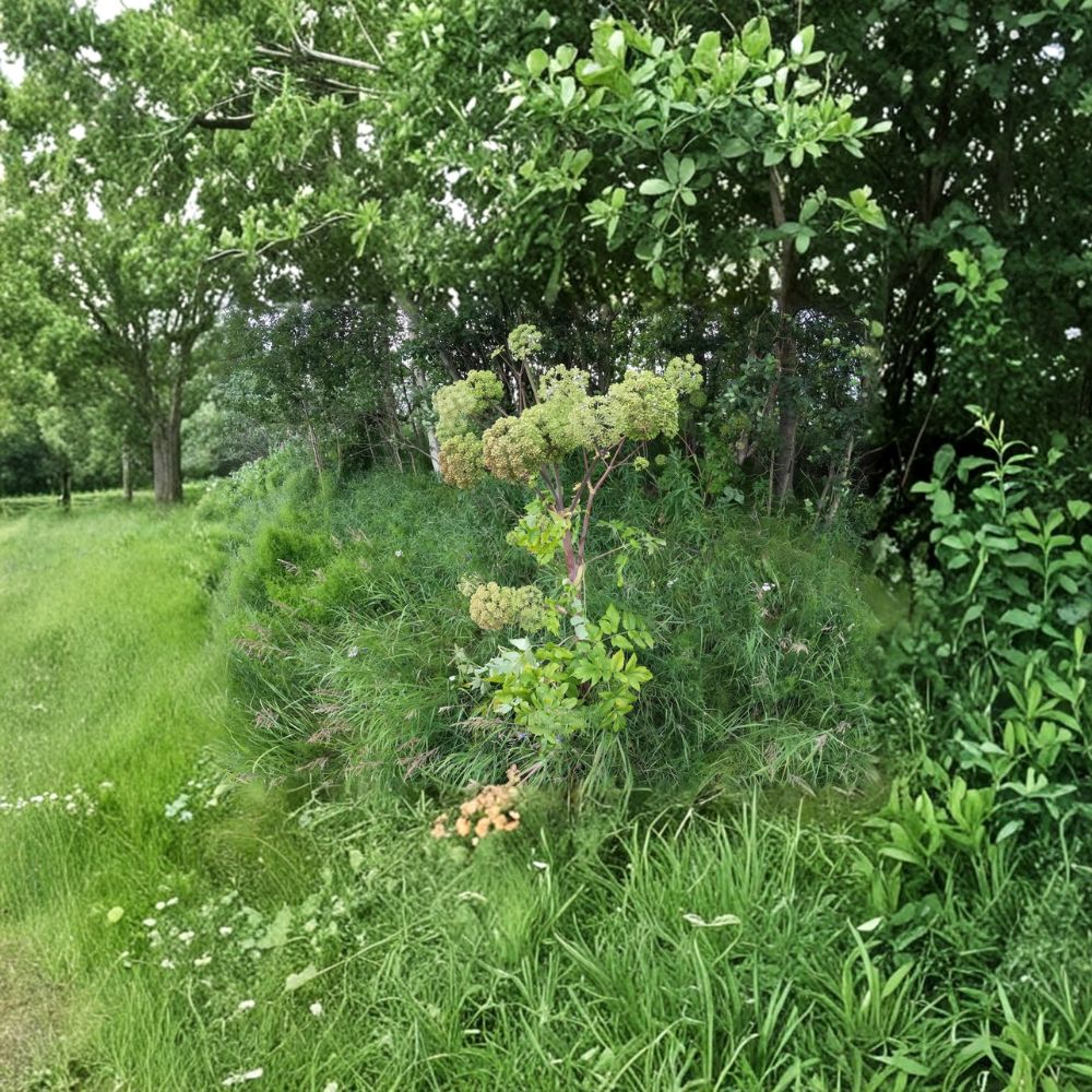 Angelica Seeds 50 Pack | Norwegian Angelica Wild Celery Herb & Pollinator Garden | Easy to Grow