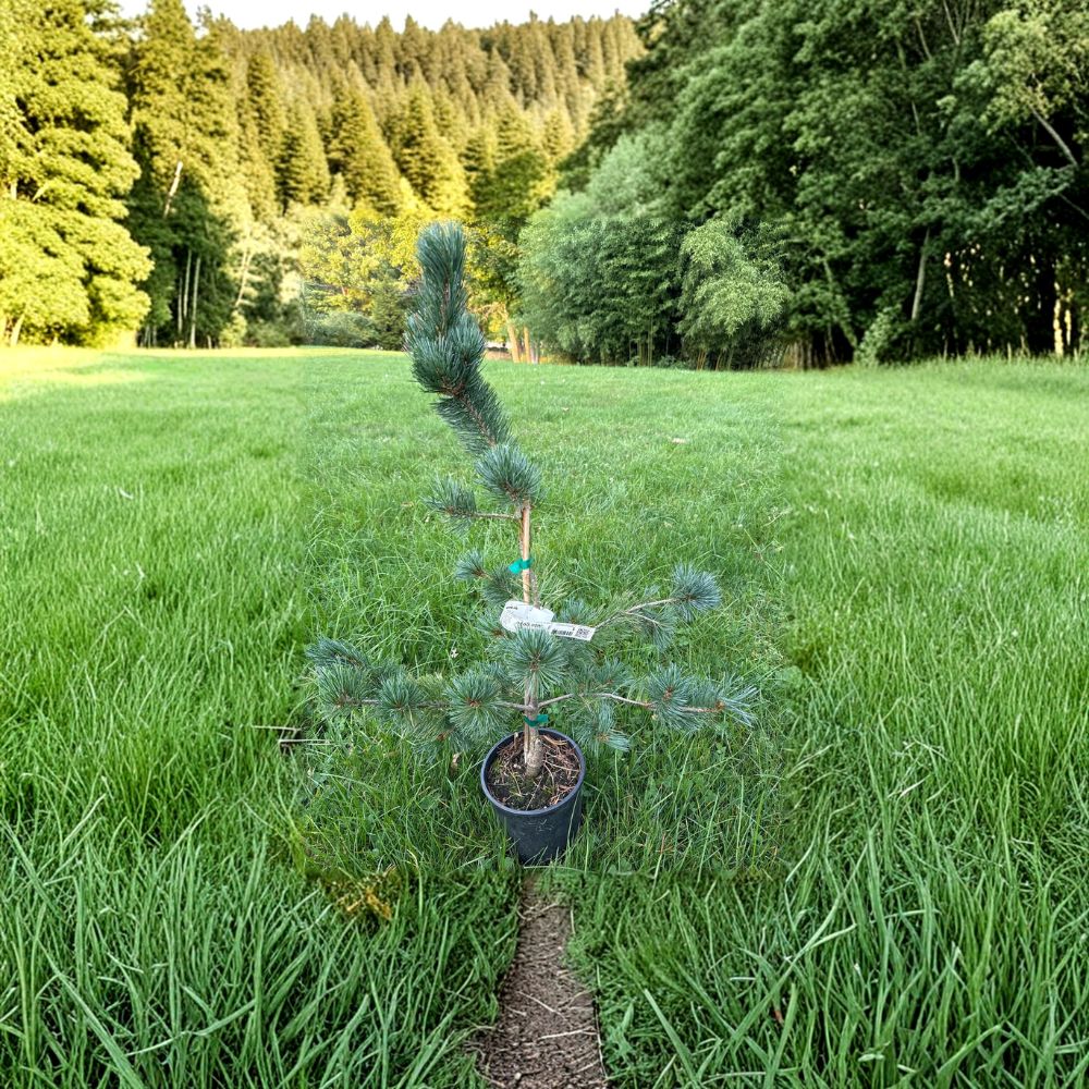 Aizu Goyo Japanese White Pine – Live Evergreen Conifer in 1 Gallon Pot | Pinus parviflora | Compact, Silvery-Blue Needles