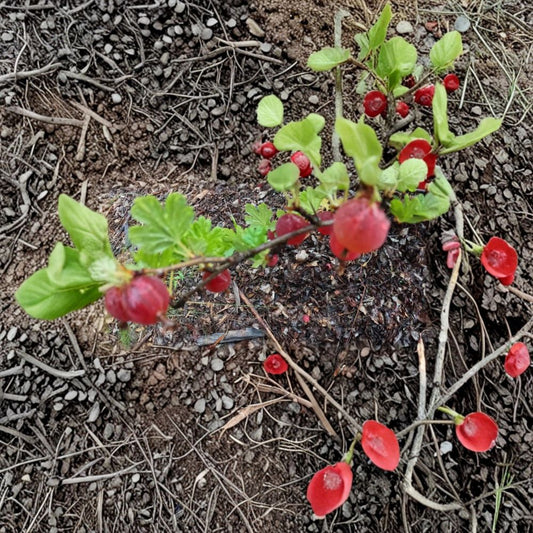 Gooseberry Seeds – Ribes uva-crispa, Alaska Grown, Cold Hardy Berry Shrub, Fruit Garden & Hedge, Easy to Grow, Tart Berries