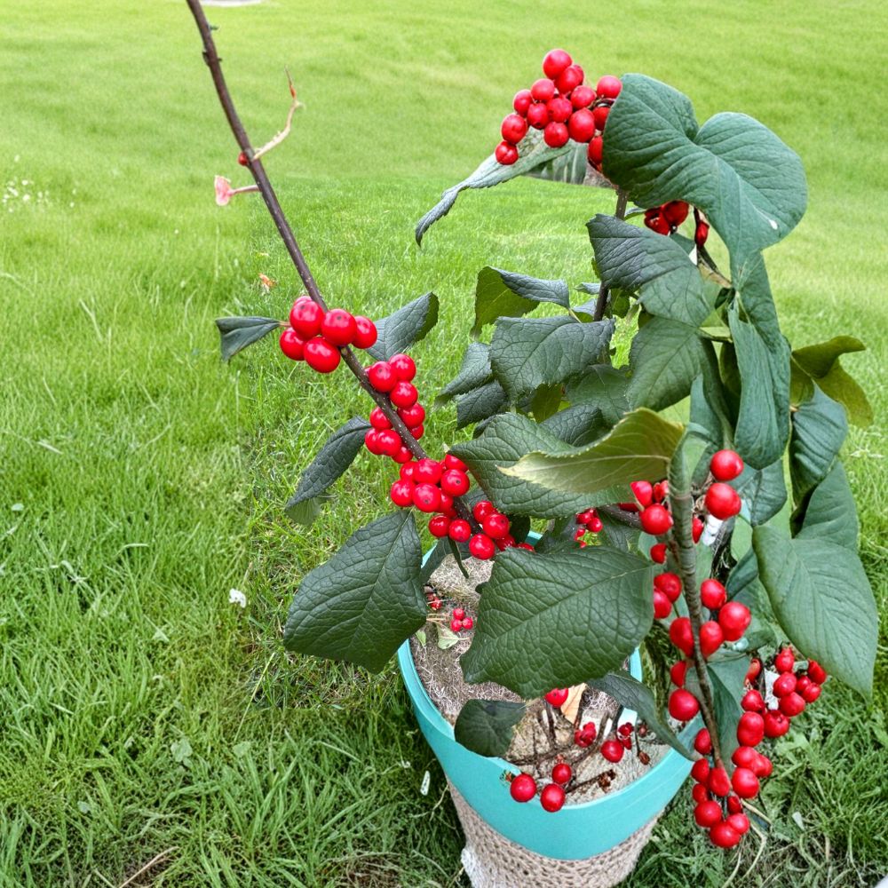 Jolly Red Winterberry Holly Live Shrub 2 Gallon Pot Ilex verticillata Bright Red Berries Winter Interest Plant