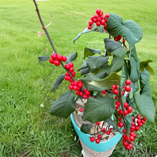 Jolly Red Winterberry Holly Live Shrub 2 Gallon Pot Ilex verticillata Bright Red Berries Winter Interest Plant
