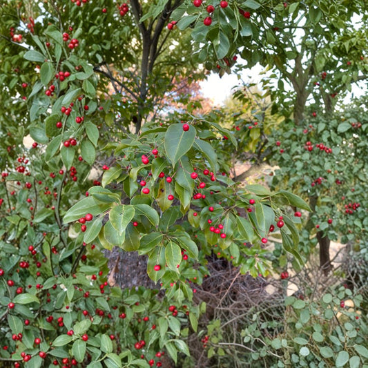 Ilex pedunculosa 'Female' Longstalk Holly Live Plant – Red Berry Evergreen Shrub in 2-Gallon Pot for Landscape and Wildlife