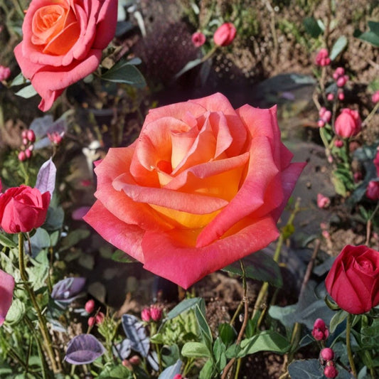 Mikado Hybrid Tea Rose – Live Scarlet Yellow Bicolor Rose Bush – 2 Gallon Garden Shrub – Repeat Blooming Full Sun Rose Plant