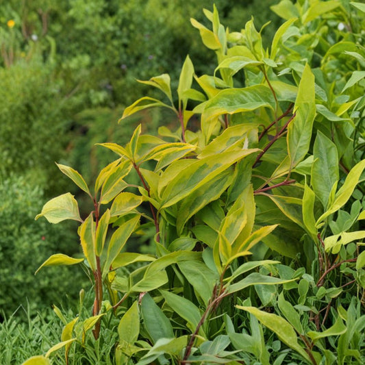 Golden Times Variegated Forsythia Live Flowering Shrub 1 Gallon Pot Yellow Variegated Foliage Forsythia 'Golden Times'
