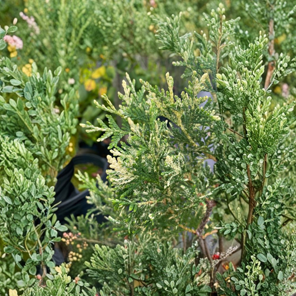 Wansdyke Silver Arborvitae Live Tree 1 Gallon Variegated Evergreen Thuja occidentalis Privacy Screen Conifer