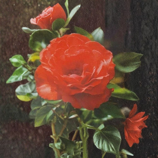 Impatient Floribunda Rose – Orange Red Live Bush Plant, 1 Gallon, Vibrant Blooming Shrub, Garden Landscape, Rosa x hybrida
