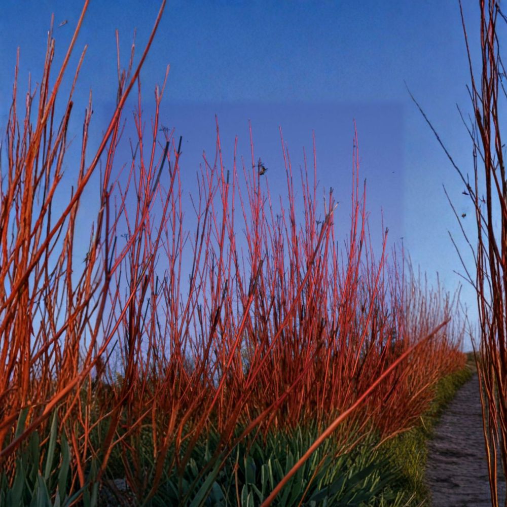 Cornus sericea 'Baileyi' Red Twig Dogwood Live Plant – Bright Red Winter Stems, Native Flowering Shrub, Wildlife Friendly Landscape Plant, 4 Inch Pot