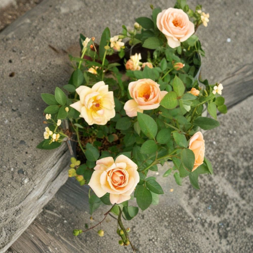 Southern Peach Apricot Yellow Rose Bush – 2 Gallon Live Garden Shrub with Peach and Yellow Blooms, Easy to Grow, Includes Root Ball