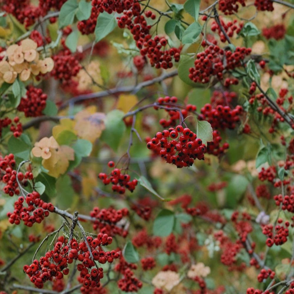 Washington Hawthorn Tree – Live Native Ornamental Tree in 1 Gallon Pot | Crataegus phaenopyrum | Wildlife-Friendly Landscape Tree