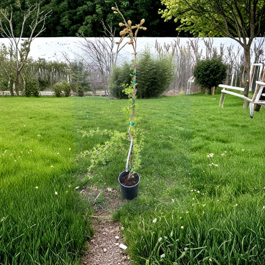 Horstmann’s Recurved European Larch Live Conifer Tree 1-Gallon Pot | Larix decidua Weeping Specimen Plant