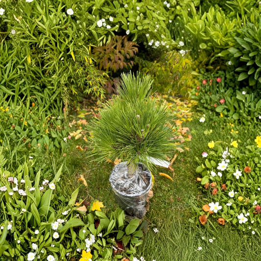Japanese Black Pine Live Plant 12 Inches Tall in 1-Gallon Pot Evergreen Conifer Collector Pine Landscape Specimen