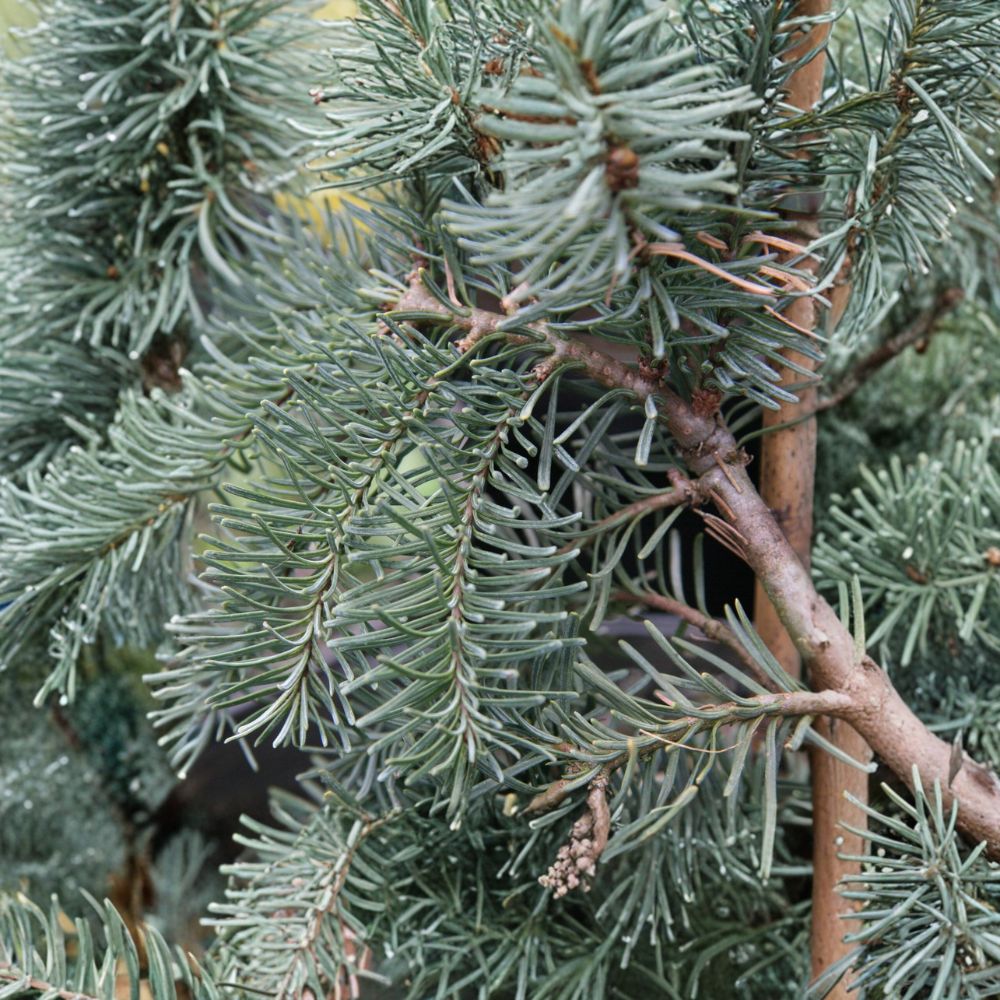 Abies procera 'DelBar Cascade' Noble Fir Live Plant – Weeping Blue Evergreen Conifer in 1-Gallon Pot