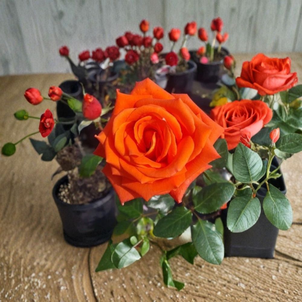 Floribunda Rose Plant – 3 Gallon Salmon Orange Blooms, Continuous Flowering Garden Rose Bush with Root Ball