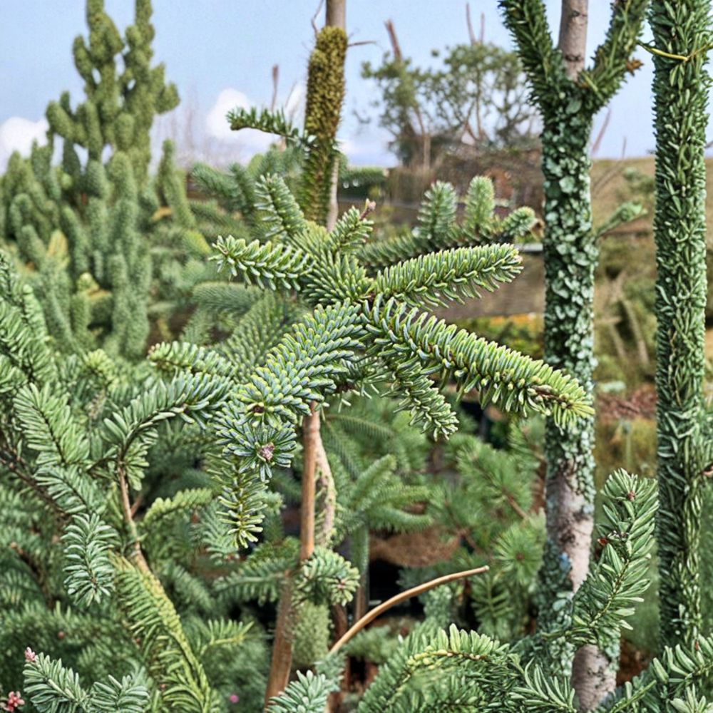 Kelleris Spanish Fir Live Blue Evergreen Conifer 1 Gallon Pot Abies pinsapo 'Kelleris'