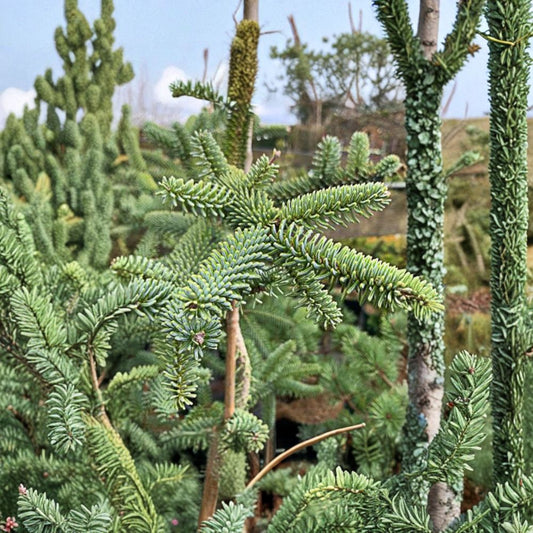 Kelleris Spanish Fir Live Blue Evergreen Conifer 1 Gallon Pot Abies pinsapo 'Kelleris'