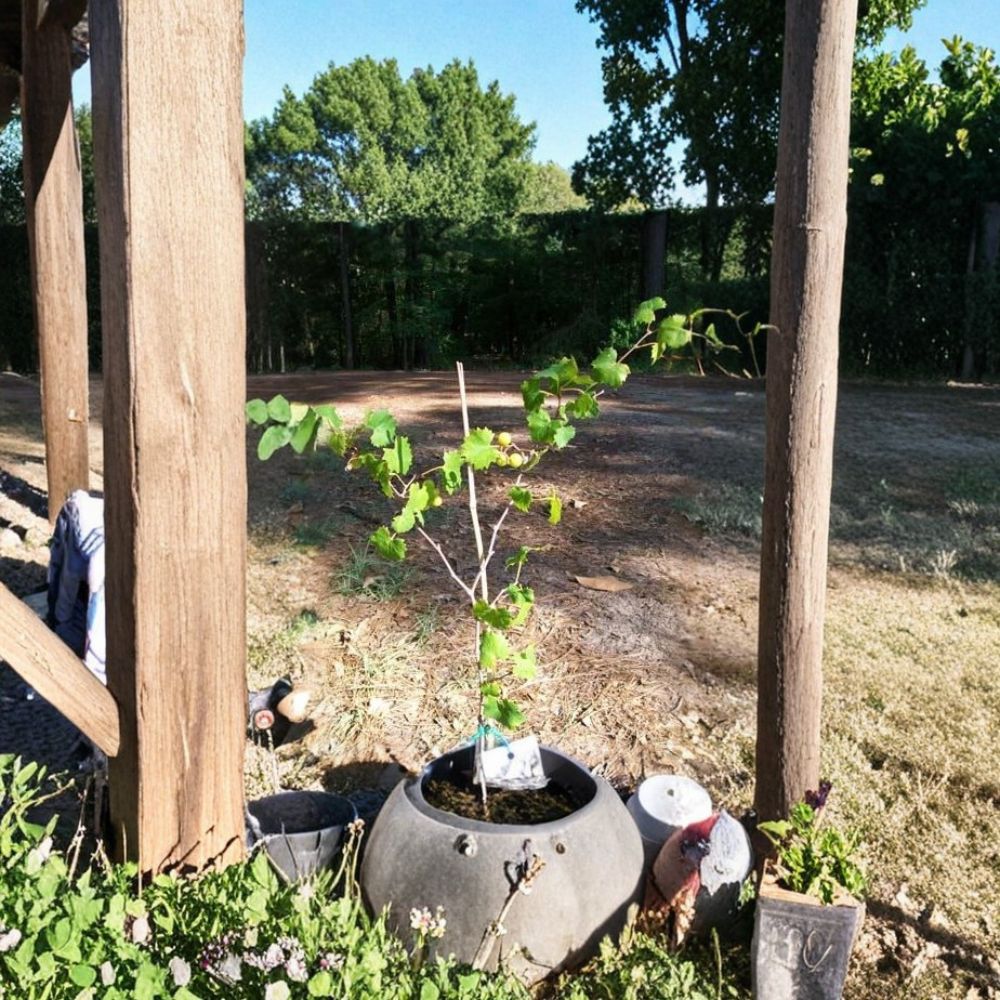 Bronze Summit Muscadine Grape Vine – 3 Gallon Live Plant, Bronze Female Grape Variety, Sweet Fruit, Requires Pollinator, Rooted Plant