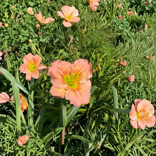 Hemerocallis 'Chorus Line' Daylily – 3 Bare Root Plants, Hardy Perennial Flower, Easy to Grow, Garden Favorite, Grade #1 Roots