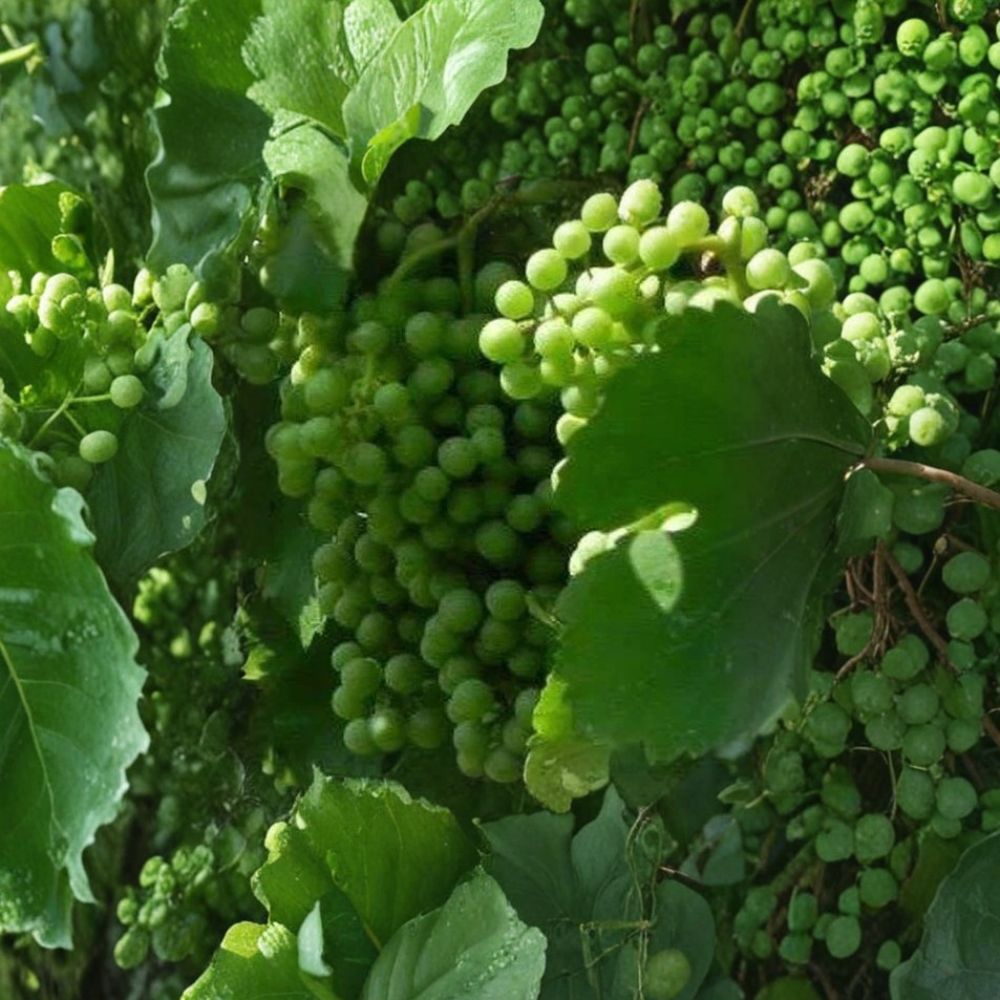 Chardonnay White Wine Grape Vine – 4–6 Ft Live Plant, Self-Fertile Fruit Vine for Vineyard & Garden, Fast Growing, Rooted Live Plant