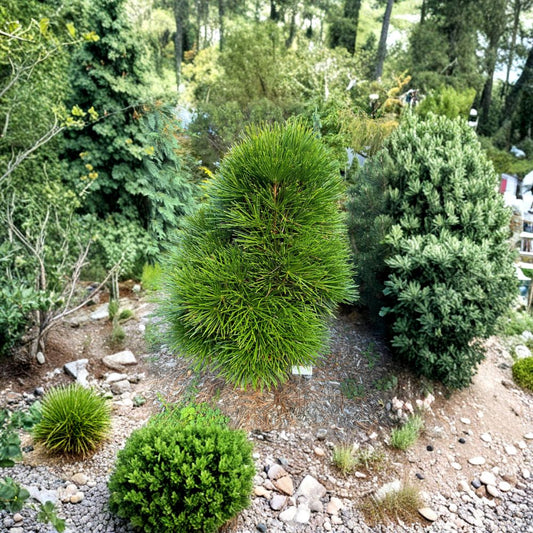 Japanese Umbrella Pine Live Conifer Plant – 2 Gallon Pot Sciadopitys verticillata Rare Evergreen Tree