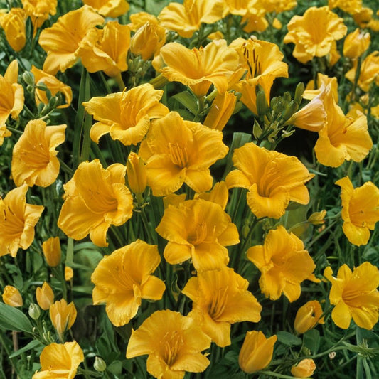 Hemerocallis 'Stella de Oro' Daylily Bare Root Plants – Reblooming Golden Flowers, Easy to Grow, Award-Winning Perennial, Grade #1 Roots
