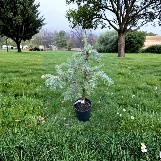 Leuteneggeri Hybrid Fir Live Evergreen Conifer 12 Inch Plant in 1 Gallon Pot Abies grandis x concolor