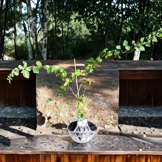 Light Scuppernong Muscadine Grape Vine – Vitis rotundifolia, 2 Gallon Live Plant with Healthy Roots, Sweet Bronze Fruit, Vineyard & Backyard Friendly