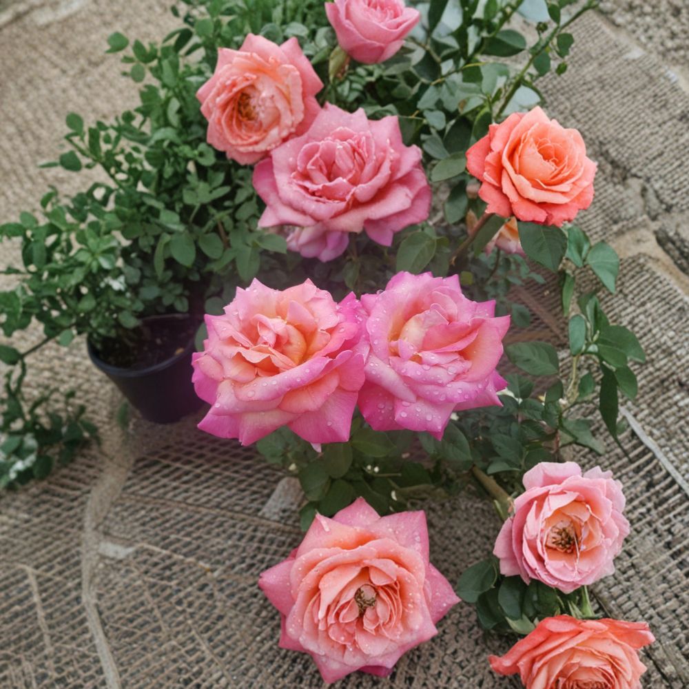 Broadway Hybrid Tea Rose 5 Gallon Live Bush Plant | Golden Yellow Pink Blooms | Elegant Garden Rose | Easy to Grow