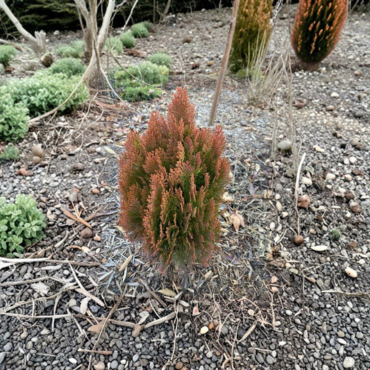 Morgan Arborvitae Live Dwarf Evergreen Shrub 4 Inch Pot | Thuja orientalis ‘Morgan’ | Golden Orange Conifer Plant