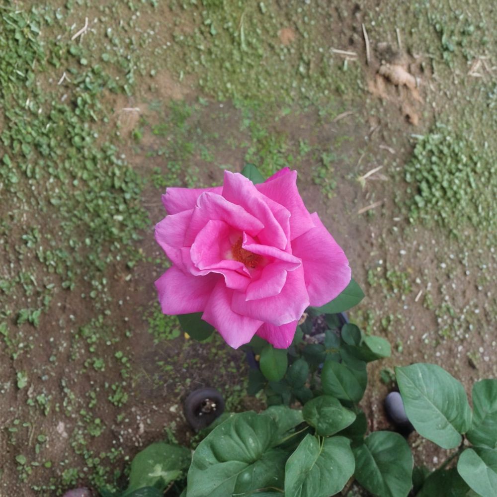 Perfume Delight Hybrid Tea Rose – 2 Gallon Live Bush Plant with Fragrant Pink Blooms, Easy to Grow Garden Rose, Includes Root Ball