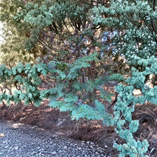 Mastersii Arborvitae Live Evergreen Conifer Quart Pot | Thuja occidentalis Hardy Landscape Tree