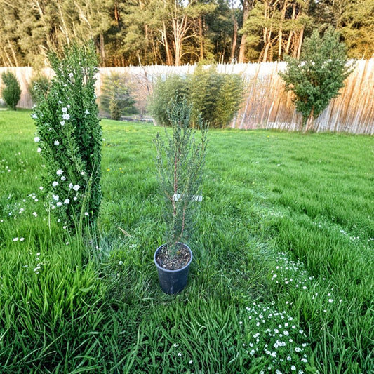 Juniper Live Plant 12 Inches Tall | Rocky Mountain Juniper 'Blue Arrow' | Columnar Blue Evergreen for Privacy & Landscape