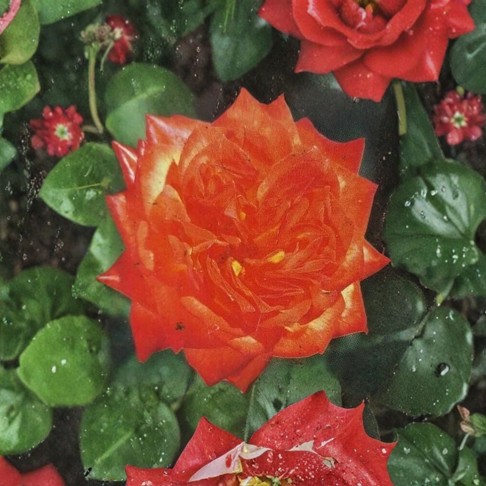 Charisma Floribunda Rose – 3 Gallon Live Bush Plant with Red, Orange & Yellow Blooms, Colorful Flowering Shrub, Easy to Grow, Includes Root Ball