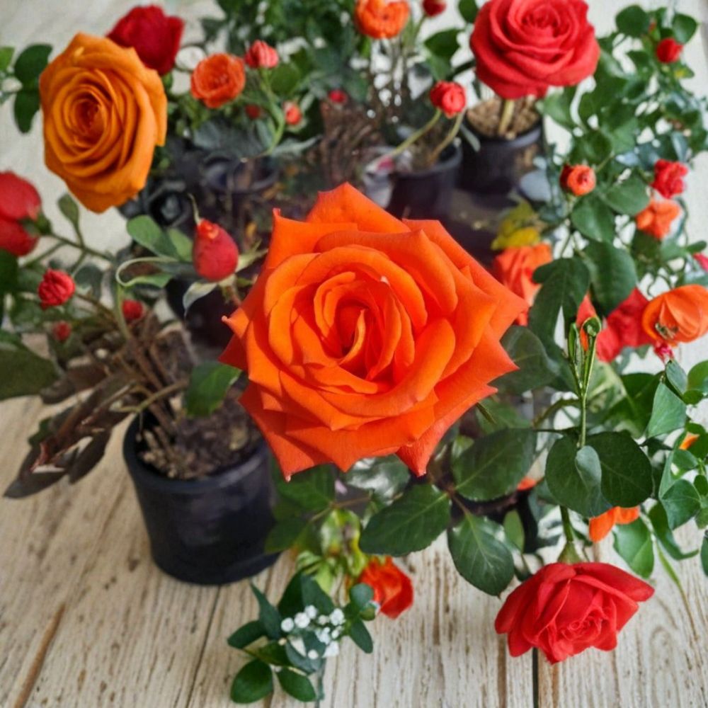 Floribunda Rose Bush 1 Gallon Salmon Orange Flowers Live Garden Landscape Everblooming