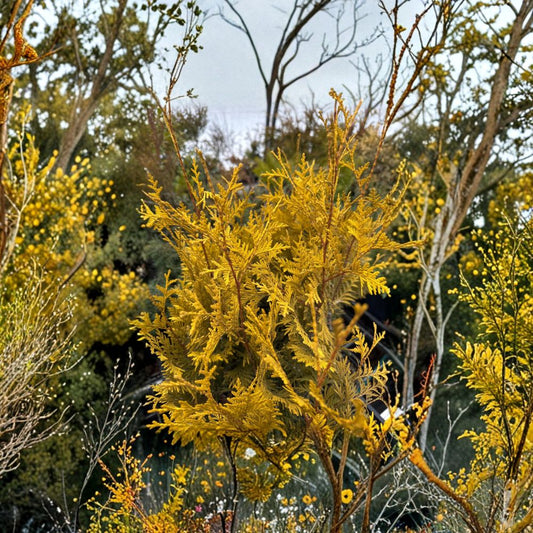 Lutea Arborvitae Live Golden Evergreen Tree Quart Pot Thuja occidentalis ‘Lutea’ Hardy Privacy Conifer