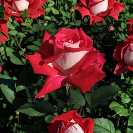 Love Rose Bush – Rosa Grandiflora Live Rose Plant in 2 Gallon Pot with Fragrant Ruby Red & White Blooms for Garden & Landscape