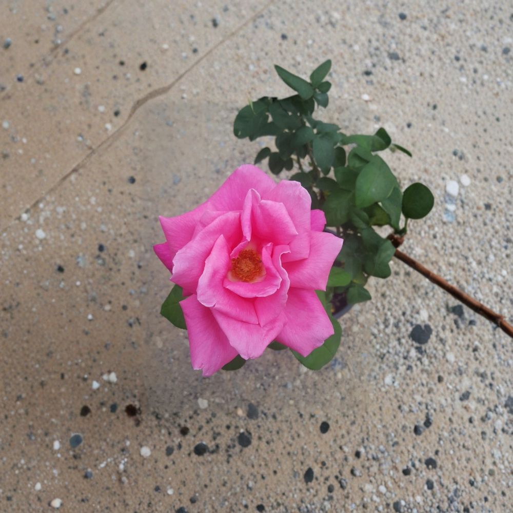 Perfume Delight Hybrid Tea Rose – 1 Gallon Live Bush Plant with Fragrant Pink Blooms, Garden Rose, Easy to Grow, Root Ball Included