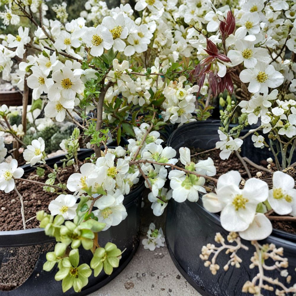 Chaenomeles x superba 'Jet Trail' White Flowering Quince Live Plant in Nursery Pot – Hardy Shrub with Pure White Spring Blooms