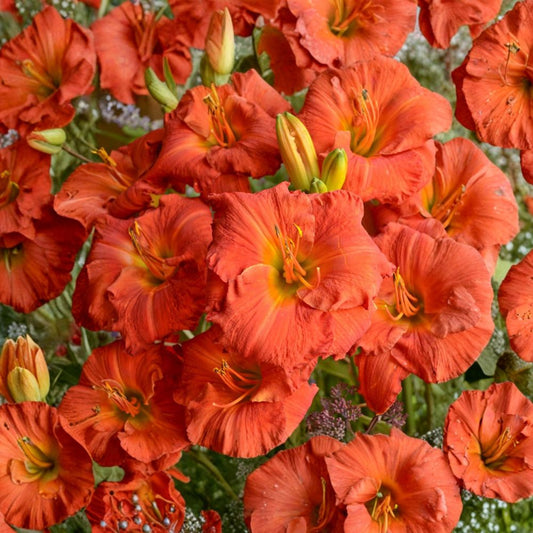 Hemerocallis Desert Flame Daylily – 3 Bare Root Plants, Reblooming Perennial, Red-Orange Flowers, Hardy Garden Flower, Easy to Grow