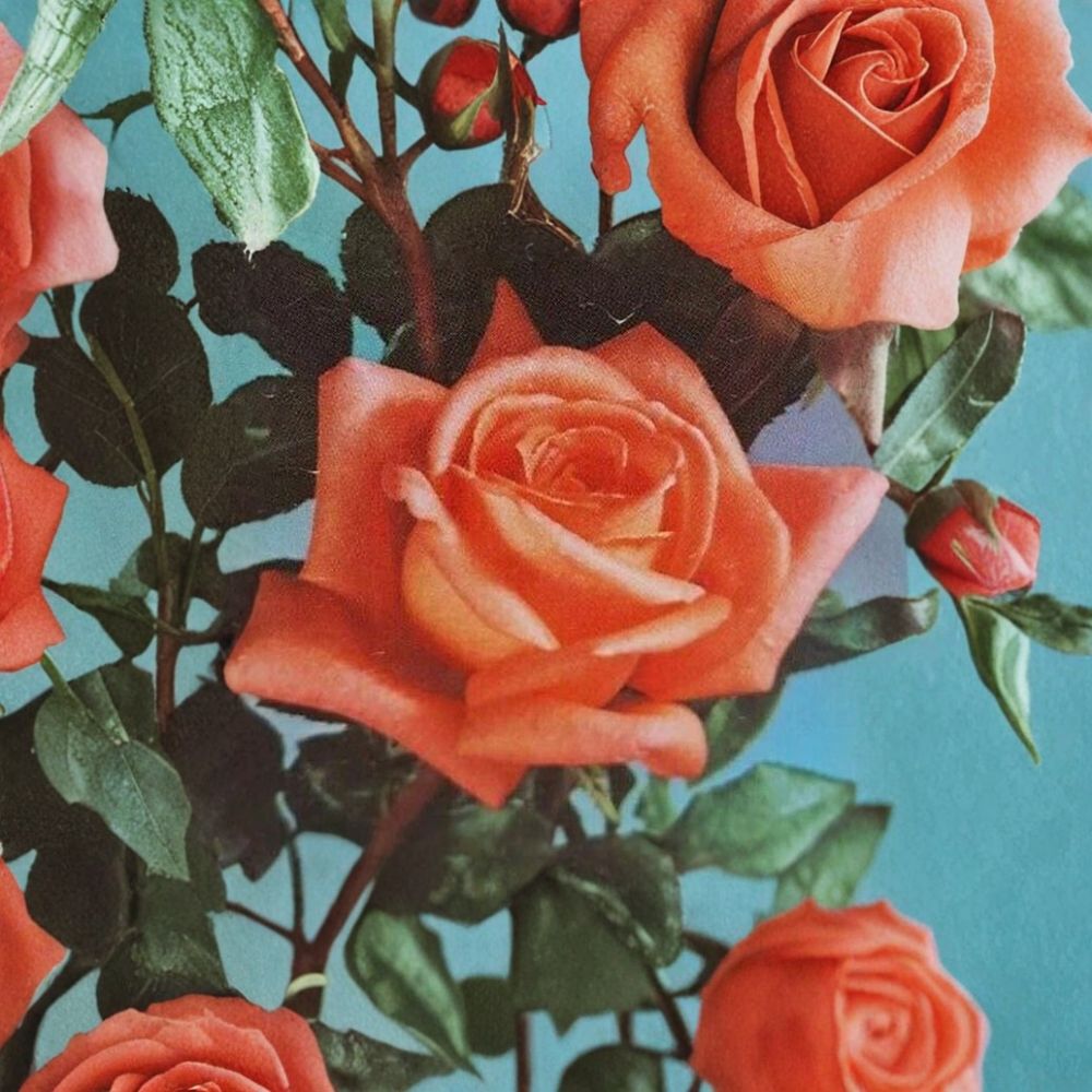 Shreveport Hybrid Tea Rose 3 Gallon Live Bush Plant Orange Blooms Elegant Flowering Shrub Easy to Grow