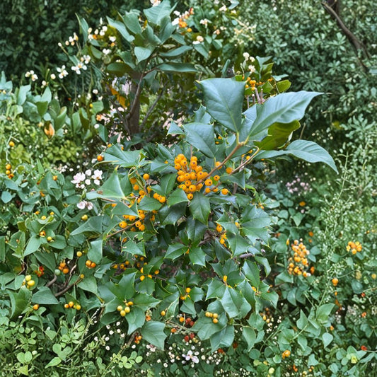 Longwood Gardens American Holly Live Evergreen Tree Quart Pot Ilex opaca Yellow Berry Holly
