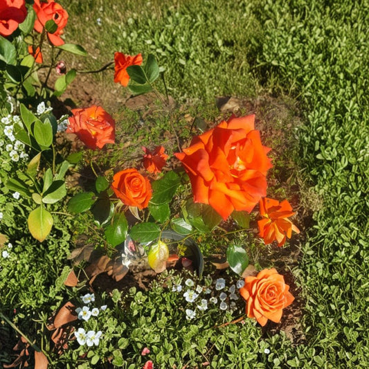 Marina Rose Floribunda Live Rose Bush 5 Gallon Salmon Orange Everblooming Garden Landscape Plant