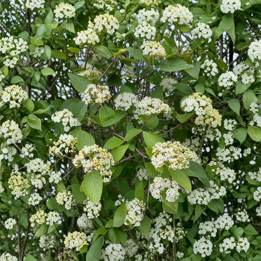 Mohican Viburnum Live Shrub 4-Inch Pot | Viburnum lantana 'Mohican' Multi-Season Flowering Plant