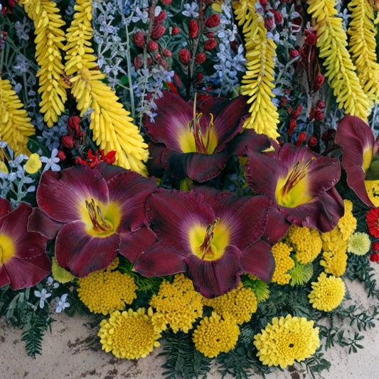 Hemerocallis 'Strutters Ball' Daylily – 3 Bare Root Plants, Deep Purple Blooms, Hardy Perennial Flower, Easy to Grow, Garden Flower