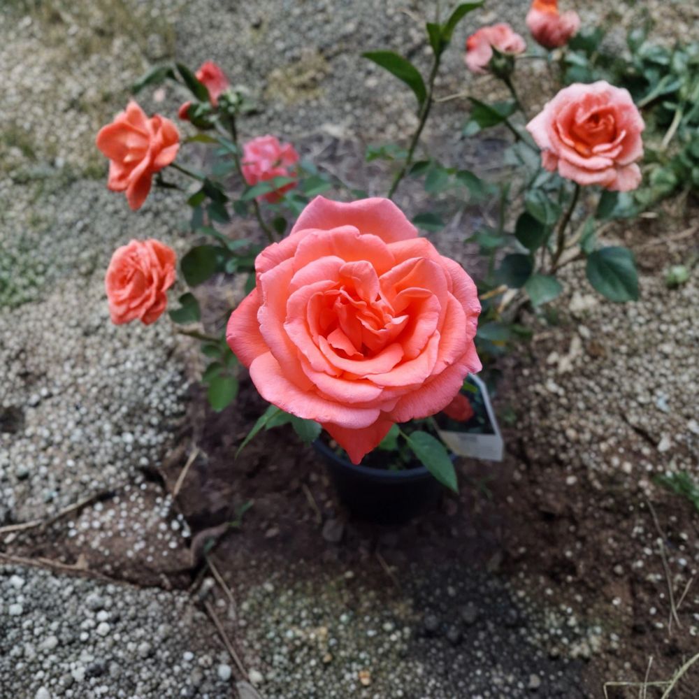 Tropicana Hybrid Tea Rose – 5 Gallon Live Bush Plant with Fragrant Orange Blooms, Easy to Grow Garden Rose, Includes Root Ball Wrapping
