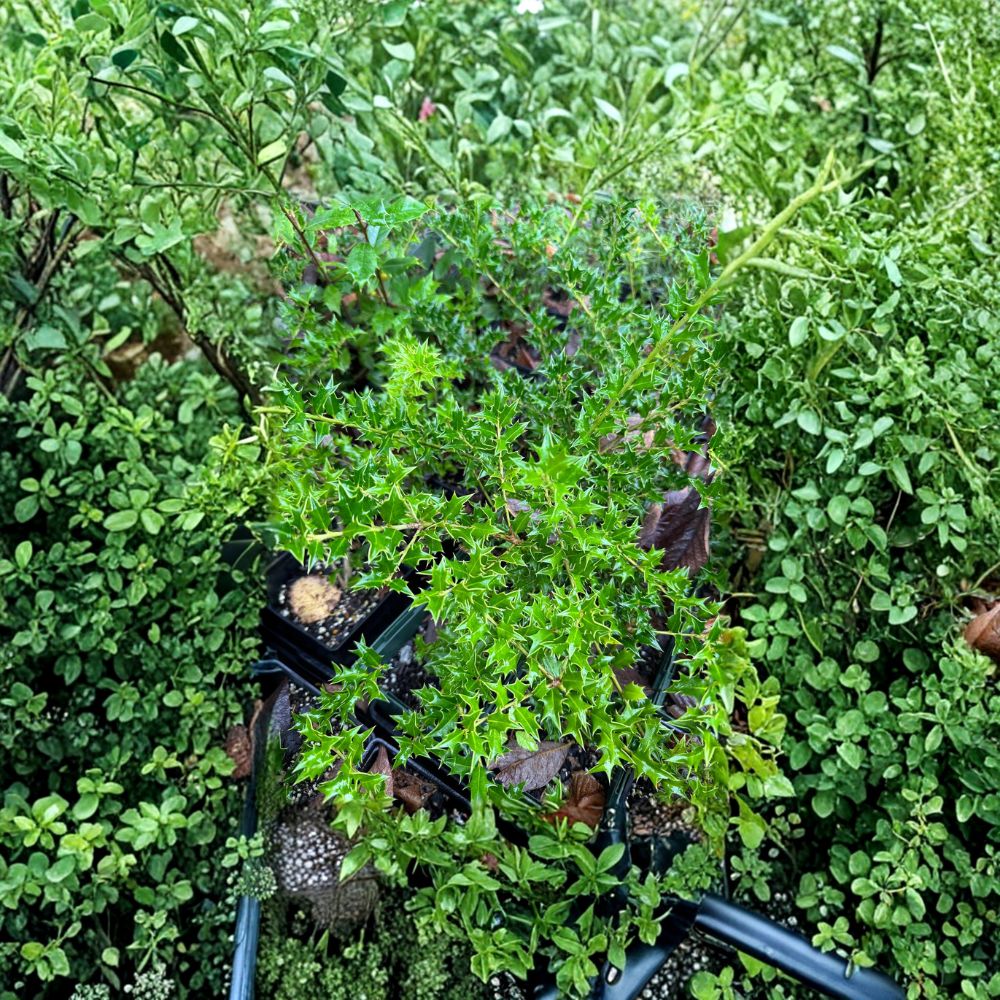 Carolina Cone Holly Live Evergreen Privacy Tree Quart Pot Ilex x ‘Carolina Cone’ Columnar Holly with Red Berries