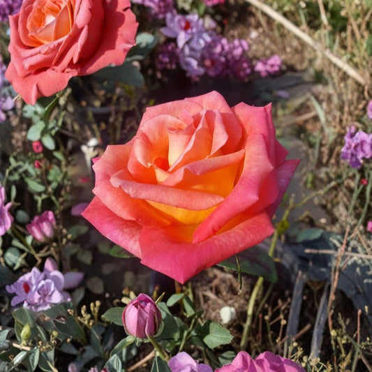 Mikado Hybrid Tea Rose Bush – Live Garden Rose Plant in 2 Gallon Size – Scarlet Red & Yellow Blooms – Full Sun Landscape Shrub