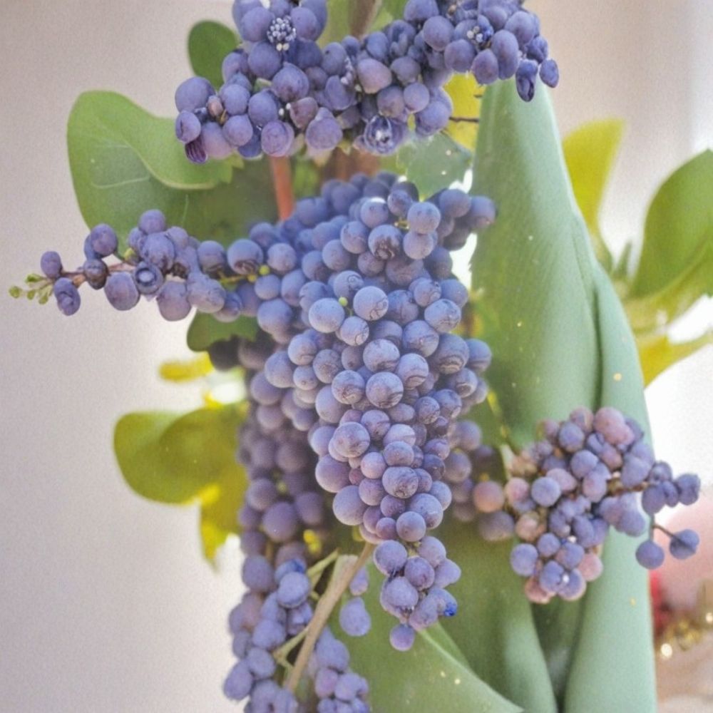 Fredonia Grape Vine – 2 Gallon Live Plant | Cold Hardy Fruit Vine | Early Ripening Grapes | Fast Growing Vineyard Plant
