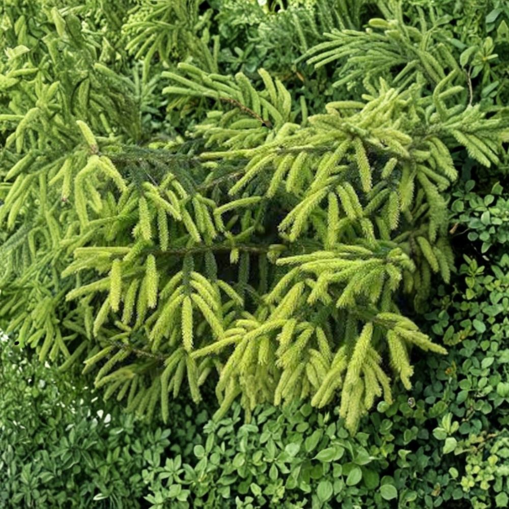 Early Gold Oriental Spruce – Live Golden Evergreen Conifer in 1 Gallon Pot | Picea orientalis | Compact 10-Inch Tall Plant