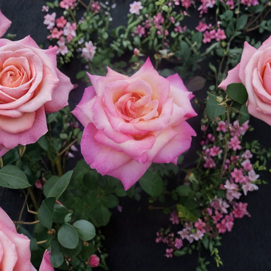 Kordes Perfecta Hybrid Tea Rose Live Plant 1 Gallon Everblooming Cream Pink Fragrant Garden Rose