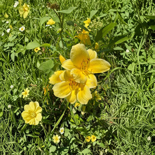 Hemerocallis 'Raindrop' Daylily Bare Root Plants – Grade #1 Hardy Perennial Flower for Garden, Easy to Grow, Vibrant Blooms